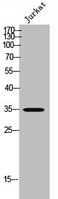 OSR2 Antibody
