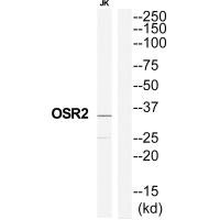 OSR2 Antibody
