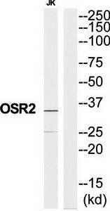 OSR2 Antibody