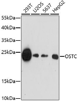 OSTC antibody