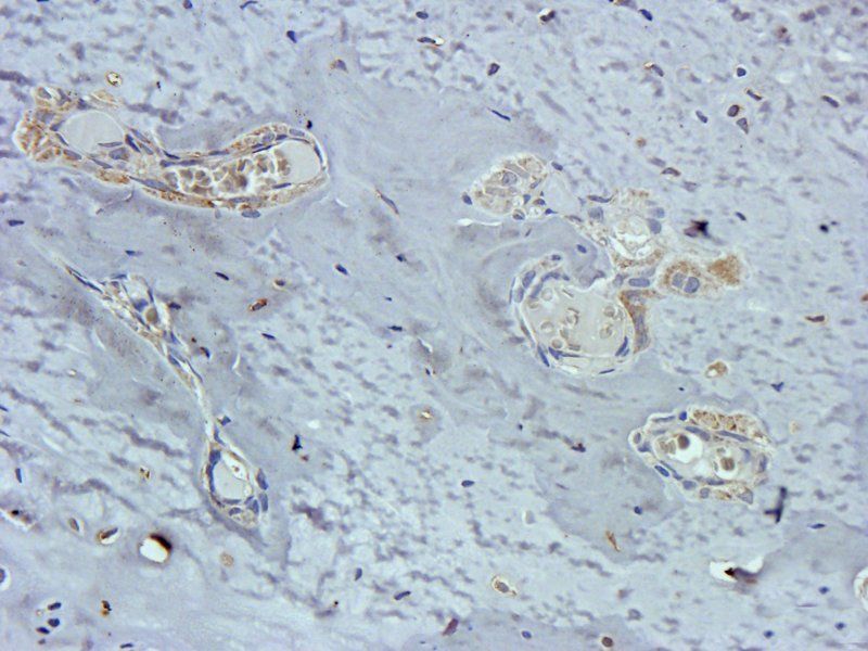 Osteocalcin antibody