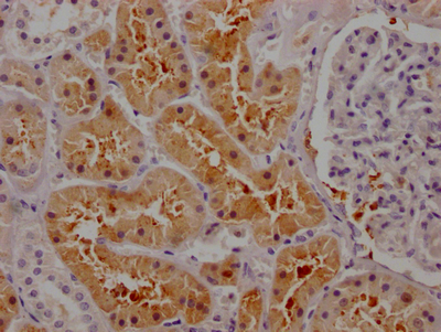 Osteopontin antibody