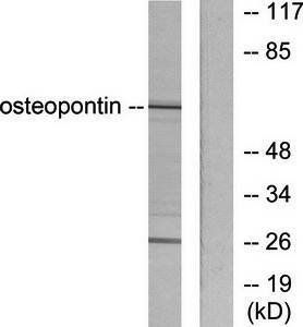 Osteopontin antibody