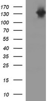 OTUB1 Antibody