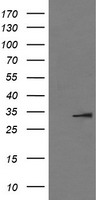 OTUB1 Antibody