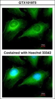 OTUB1 antibody