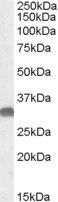 Goat anti-OTUB1 Antibody