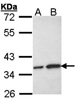 OTUB1 antibody
