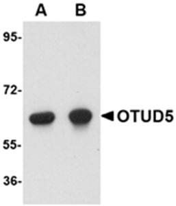 OTUD5 Antibody