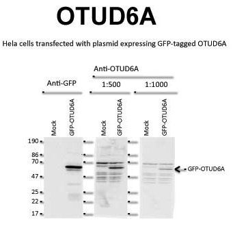 OTUD6A antibody