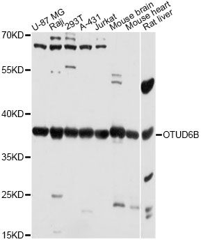 OTUD6B antibody