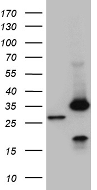 OTX2 Antibody