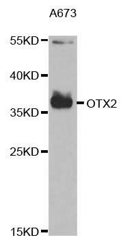 OTX2 antibody