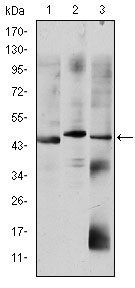 OTX2 Antibody