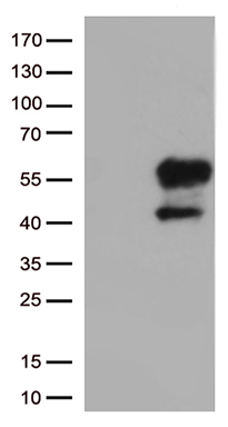 Ovary specific acidic protein Antibody