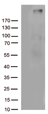 Ovary specific acidic protein Antibody
