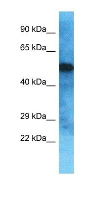 OVCH2 antibody