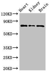 OVGP1 antibody