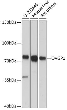 OVGP1 antibody