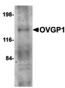 OVGP1 Antibody