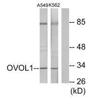 OVOL1 antibody