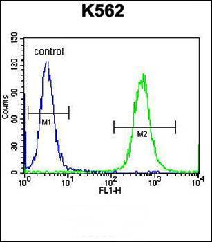 OXA1L antibody