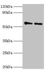OXCT1 Antibody