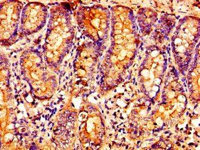 OXER1 Antibody
