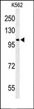 OXR1 antibody