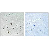 OXR1 Antibody
