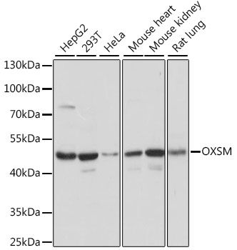 OXSM antibody