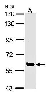 OXSR1(OSR1) antibody