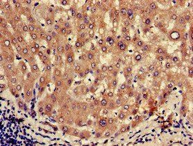 OXT Antibody