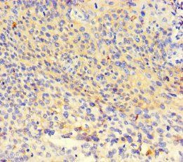 Oxysterols R LXR-alpha antibody