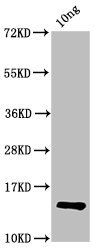 P antibody