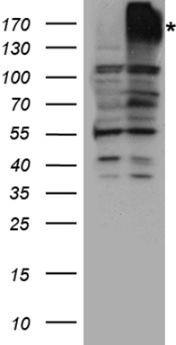 P Glycoprotein Antibody