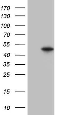 P Glycoprotein (ABCB1) antibody