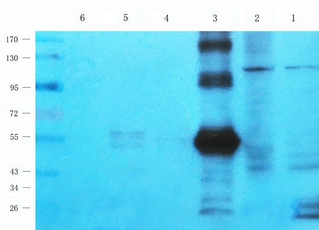 p-Selectin antibody