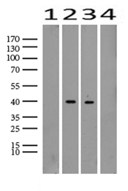 p107 (RBL1) antibody