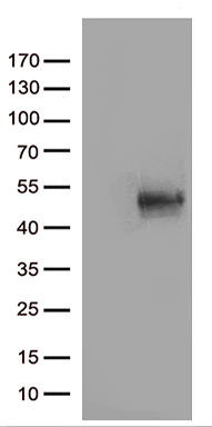 p107 (RBL1) antibody