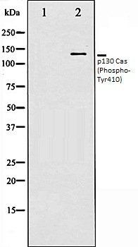 p130 Cas (Phospho-Tyr410) antibody