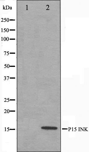 p15 INK antibody