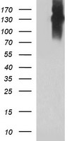 p15 INK4b (CDKN2B) antibody