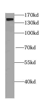 p150 glued antibody
