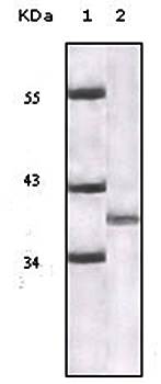P16 (Mouse and Human) Antibody