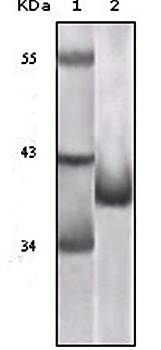 P16 (Mouse and Human) Antibody