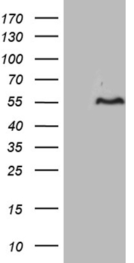 p16INK4A (CDKN2A) antibody