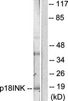 p18 INK antibody