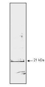 p21 WAF1 antibody
