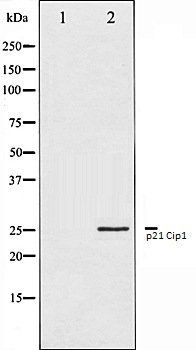 p21 Cip1 antibody